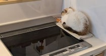 「何がおもろいん？」　猫の謎行動に22万人悶絶「一体何を考えてるんだ」「見てるこちらは最高におもろい」