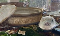 「もしかして、ボクのこと食べようとしてる？」　　土鍋と一緒に水槽に入れられたフグの表情が絶妙すぎる