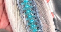 プラスチックのオモチャみたい！　釣った魚を開いたら、背骨がめっちゃ青かった→水族館に理由を聞くと...