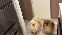 愛犬たちに〝キッチン立入禁止〟を教え込んだ結果　→編み出された高度な戦術に1万人感心「ルールギリギリを攻めるの賢い」