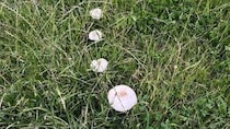 「変な生え方のキノコ見つけた」　前にならって一列で...白いキノコの〝行進〟に4.8万人注目