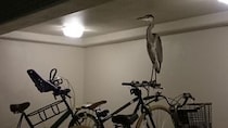 自転車のハンドルに鳥がとまってた！　→想定外の姿に「これは驚く」「失神レベル」
