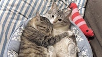 「なんで自然にこんな仲良しフォルムになるんやろ」　ピットリくっつく姉妹猫の尊さに1.5万人もん絶