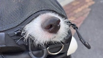 「犬の幼稚園」が近づくと→鞄の中からニュッ！と出た　大好きな匂いを探るお鼻に7.7万人もん絶