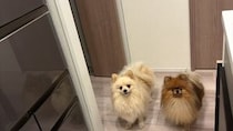 愛犬たちに〝キッチン立入禁止〟を教え込んだ結果　→編み出された高度な戦術に1万人感心「ルールギリギリを攻めるの賢い」