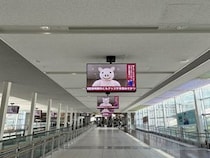 「デスゲーム会場になるの怖すぎる」　中部国際空港をジャックした〝ヤバ豚〟に14万人戦慄