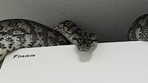 巨大ヘビ、エアコンの上に鎮座する　衝撃光景に1.7万人驚がく「でっっっっっか」「気絶してまう」