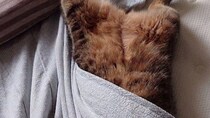 「これは美味しそう」「いい色に揚がってますね」　ベッドの上の猫がアレそっくり？食欲そそる光景に2.5万人破顔