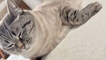 「ネコ辞めたのか？」「新しい生物」　愛する猫をふと見たら...まさかの〝変身〟に3.5万人驚がく
