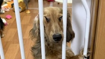 「振り向いたらこれですよ」　とんでもない表情で飼い主を見ていた〝変顔ダックス〟に2.7万人困惑