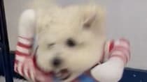 2万人をふるえ上がらせた犬の〝恐ろしい一面〟　ある夜の姿に「躍動感がこわい」「ステゴロのチャッキー」