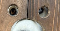 〝壁の穴〟にピッタリすぎたハスキーに8.3万人大興奮 「パンどろぼうですか？」「可愛すぎだろ」
