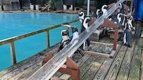 ペンギンも〝夏の風物詩〟満喫中　あわしまマリンパークの恒例イベントに2.2万興奮「ずっと見てたい」