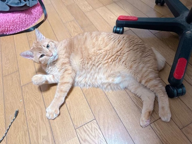 ねこぴったー(@napitter_cat)さんの投稿より「マッマにマイケル・ザ・ハットって言われてる」とのこと