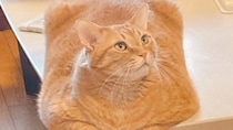 あまりにも四角すぎる猫、激写される　「これもう座布団だろ」「食パンの耳」と1.4万人困惑