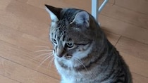 ダイエット中の猫が見せた思わぬ〝進歩〟に16万人驚がく　「AIじゃないだと...」「そのうち喋りそう」