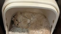 「自由すぎるｗｗｗ」「間違いすぎだよ」　トイレの使い方が超独特なにゃんこに4.4万人困惑
