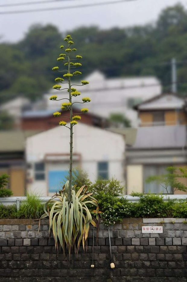 不思議な姿の植物(画像は「横浜市交通局」@yokohama_koutuuさんの投稿より)