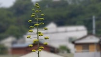 数十年に一度の〝幻の花〟横浜市内で開花中　その正体は？どこで見られる？交通局に聞く