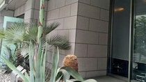 オフィス街の真ん中で「リュウゼツラン」開花目前ってマジ？　100年に1度と言われるが...専門家の見立ては