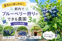 8月まで楽しめる！　都内でブルーベリー狩りができる農園3選【2026年夏】