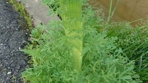 「ゾワゾワする」「本当に気持ち悪い」　道端でバグっちゃってた〝野生の野菜〟に6.5万人戦慄