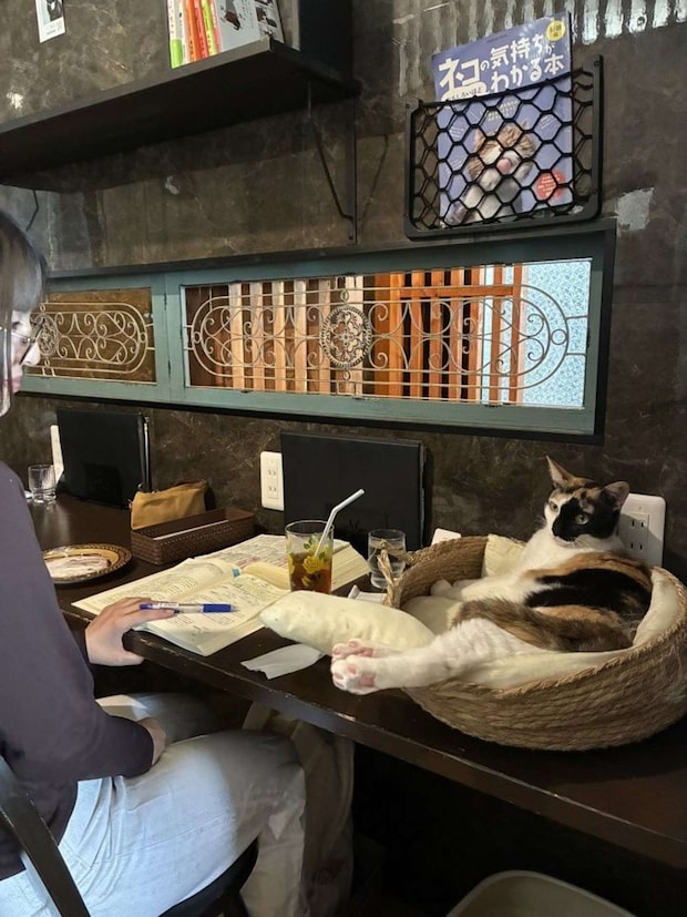 日常風景です(画像提供:猫喫茶ネコブ)