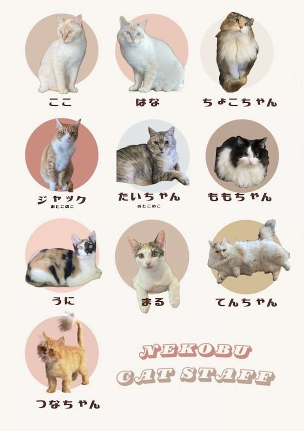 店内のネコハラ犯たち(画像提供:猫喫茶ネコブ)