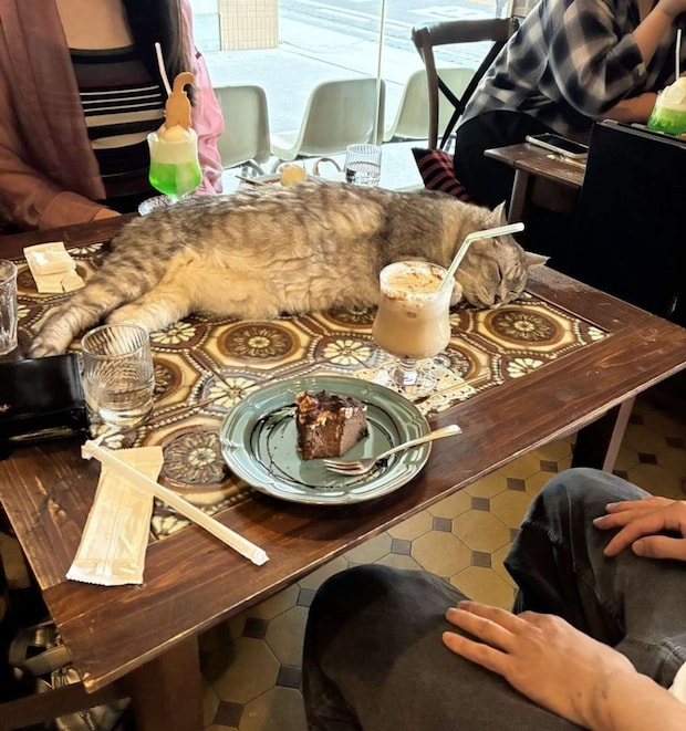 テーブルの真ん中に...!(画像は猫喫茶ネコブ公式Xアカウントより、編集部でトリミング)