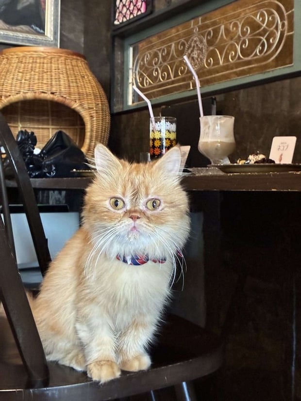 椅子の上にも(画像提供:猫喫茶ネコブ)