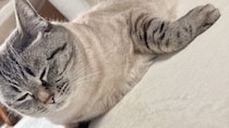 「ネコ辞めたのか？」「新しい生物」　愛する猫をふと見たら...まさかの〝変身〟に3.5万人驚がく