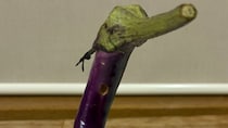 どうしてこうなった　あまりにも〝生き物〟っぽいナスに3.9万人驚がく「そのまま精霊馬に使えそう」