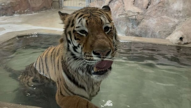 プールにはよく入る（画像提供：天王寺動物園）