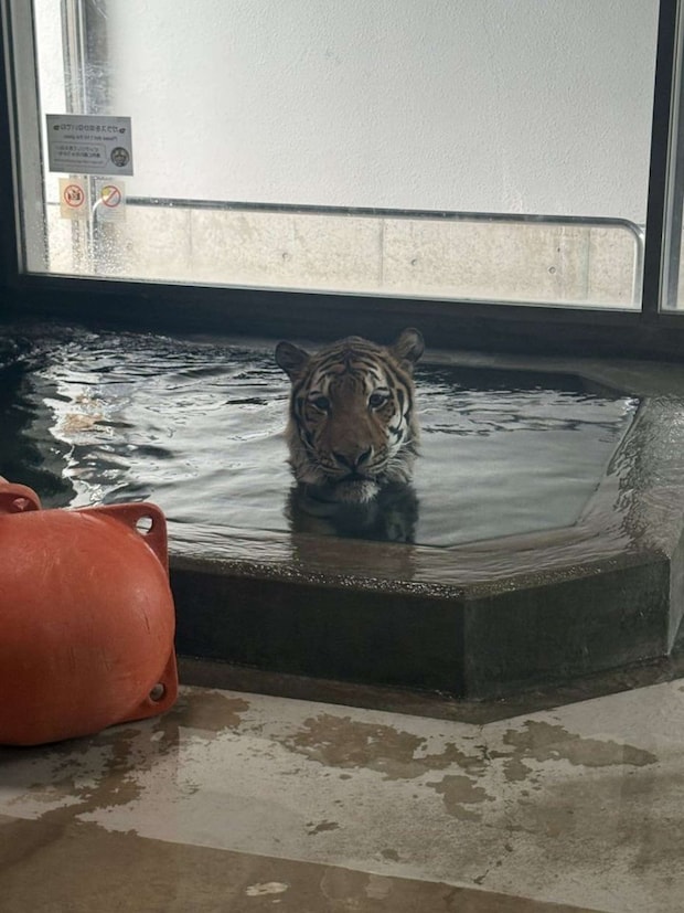 極楽ですか？（画像は天王寺動物園公式Xより）
