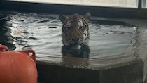 天王寺動物園で目撃されたアムールトラの〝避暑方法〟に2.4万人驚がく　「人みたい」「おるよなーこういう奴」