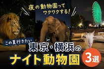 昼間とは違う姿が見られるかも！　この夏行きたい、東京・横浜の〝ナイト動物園〟3選