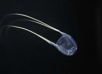 夏の海の〝厄介者〟も閉じ込めちゃえば優雅です　鴨川シーワールドで「アンドンクラゲ」期間限定展示【7／29～】