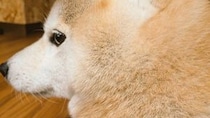 柴犬に「ちょっと太った？」と聞いてみたら→〝まさかの反応〟に6.1万人もん絶　「めっちゃ、わかってる」