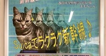 良すぎる...　愛猫家社員の「激推し」で生まれた、西国分寺駅ポスターにほっこり