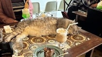 「うらやましすぎるやん」「ぜひ通いたい」　あまりにも酷い〝ネコハラ〟受けられる喫茶店に5.3万人驚がく