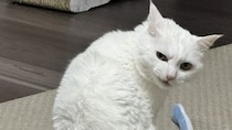 あまりにも〝悪い顔〟をした猫に6.5万人ゾクリ　なに企んでる？顛末を聞く