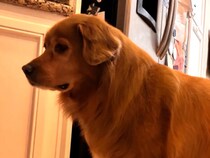 飼い主「長年ウソをついてきた」　ゴールデンレトリバーだと信じていた犬　DNA検査の結果をしたら…？