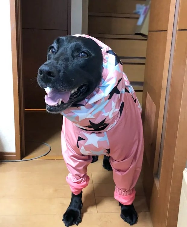 ラブラドールレトリバーの写真（撮影：grape編集部）