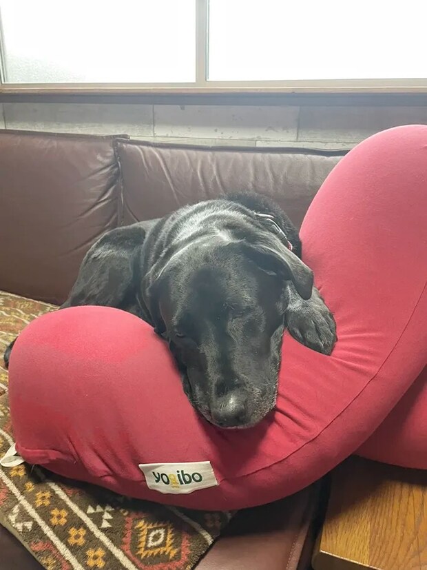 ラブラドールレトリバーの写真（撮影：grape編集部）