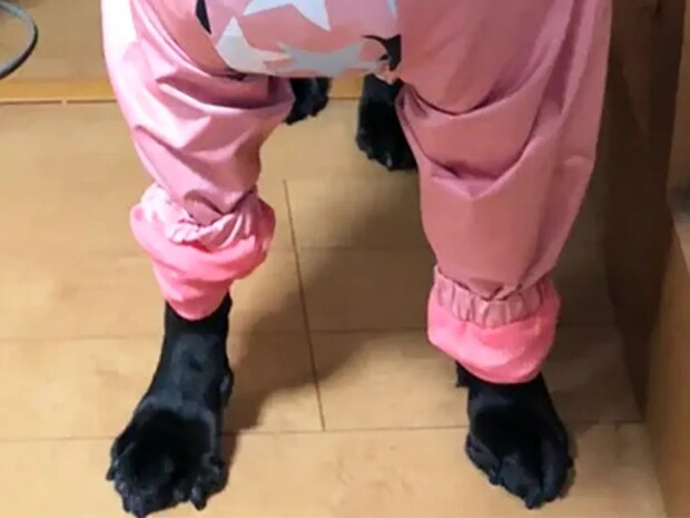 雨の日にカッパを着せられた犬 見せた表情が…?「いい顔をするなぁ」