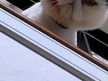 寝坊した飼い主　起きた瞬間にふと視線を感じて…？　「拡大したら震えた」