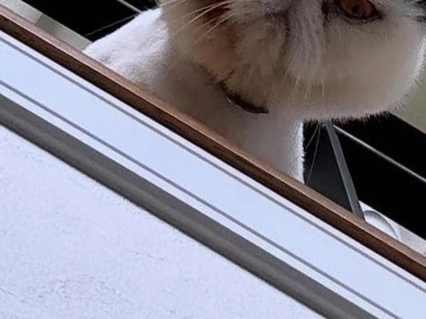 寝坊した飼い主 起きた瞬間にふと視線を感じて…? 「拡大したら震えた」