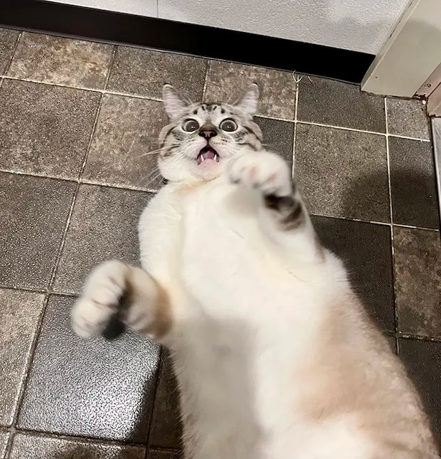 ドラマに登場する犯人のような表情を浮かべる猫の写真