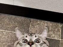 SNSで『2万いいね』　遊びに熱中しすぎた猫が見せたユニークな顔が…