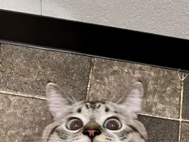 SNSで『2万いいね』 遊びに熱中しすぎた猫が見せたユニークな顔が…